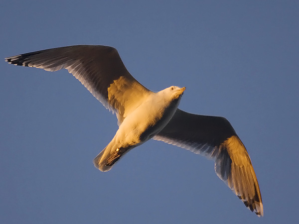Harmaalokki, European Herring Gull, Larus argentatus